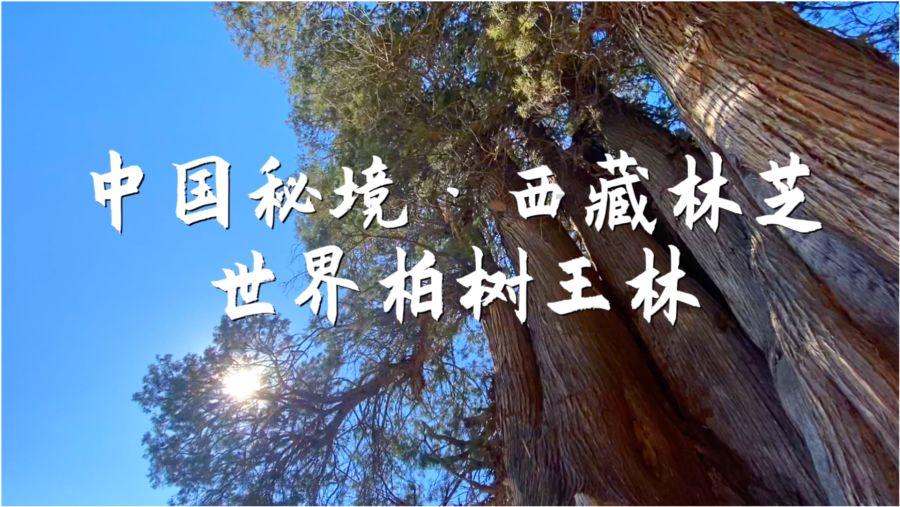 西安个体营业执照为什么必须商用地址